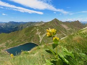 46 Bello il giallo della Gentiana punctata, come il blu scuro del Lago Moro